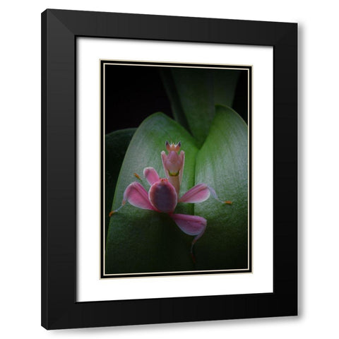 Flower Power 2 Black Modern Wood Framed Art Print with Double Matting by Hoffman, Jimmy