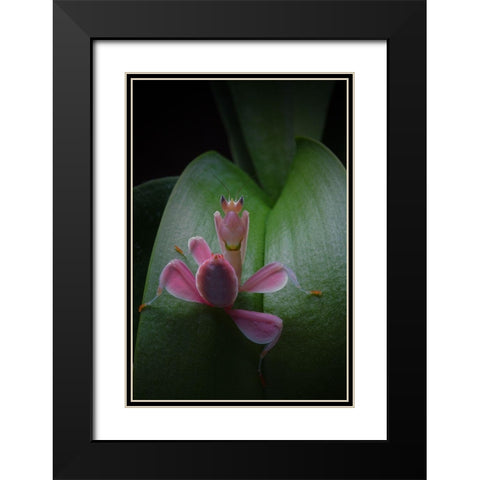 Flower Power 2 Black Modern Wood Framed Art Print with Double Matting by Hoffman, Jimmy