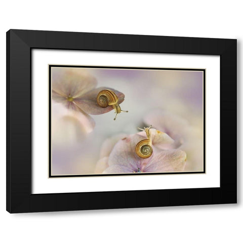 Little Snails.... Black Modern Wood Framed Art Print with Double Matting by Van Deelen, Ellen