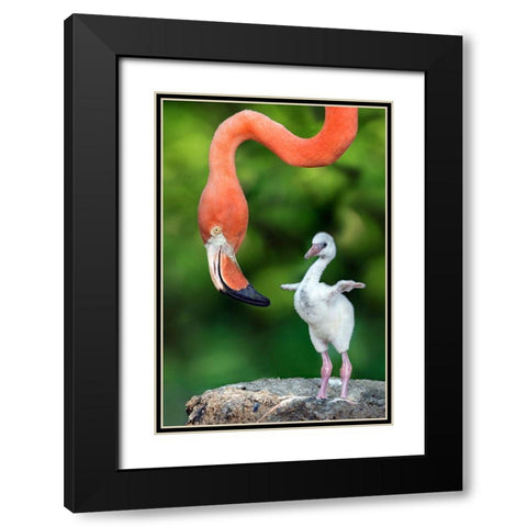 Flamingo With Chick Black Modern Wood Framed Art Print with Double Matting by Ortega, Xavier