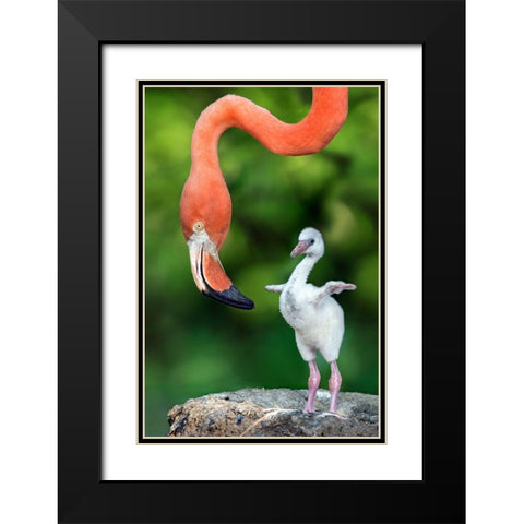 Flamingo With Chick Black Modern Wood Framed Art Print with Double Matting by Ortega, Xavier