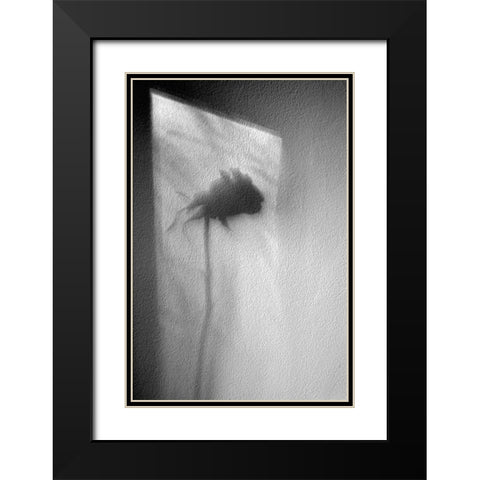 Rose Black Modern Wood Framed Art Print with Double Matting by Walla, Marta