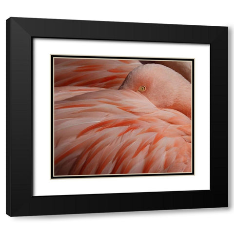 Portrait Of A Pink Flamingo Black Modern Wood Framed Art Print with Double Matting by Wechsler, Robin