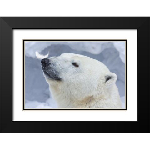 Polar Bear Portrait Black Modern Wood Framed Art Print with Double Matting by Belovodchenko, Anton