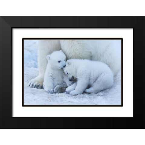 Polar Bear Cub Black Modern Wood Framed Art Print with Double Matting by Belovodchenko, Anton