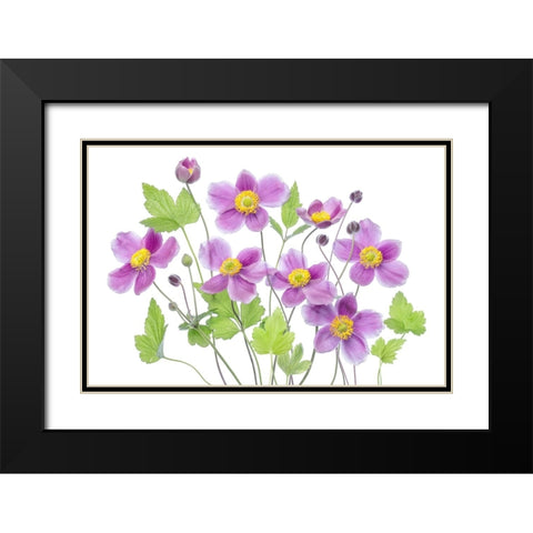 Anemone Hadspen Abundance Black Modern Wood Framed Art Print with Double Matting by Disher, Mandy