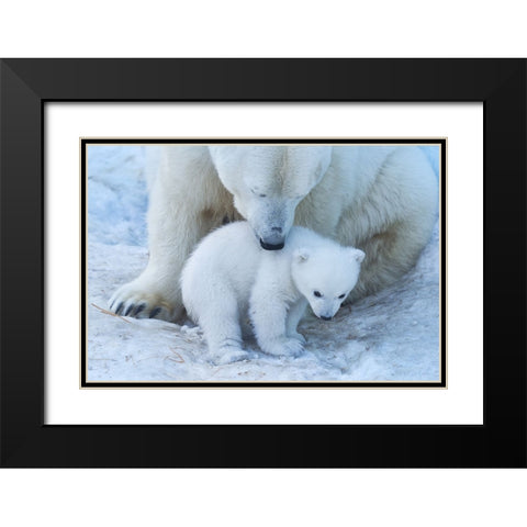 Polar Bear Portrait Black Modern Wood Framed Art Print with Double Matting by Belovodchenko, Anton