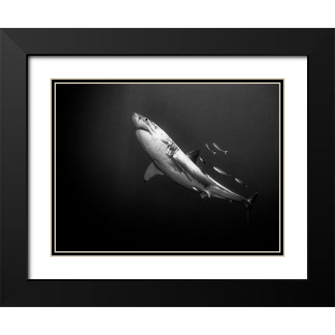 The Great One Black Modern Wood Framed Art Print with Double Matting by Melesan, Serge