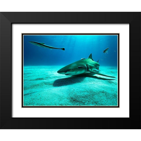 The Lemon Shark Black Modern Wood Framed Art Print with Double Matting by Melesan, Serge