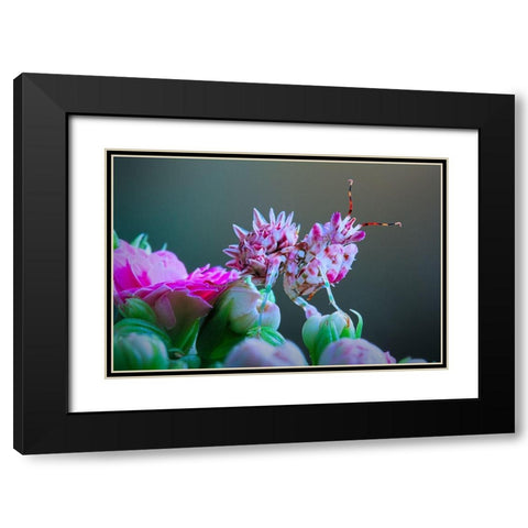 Flower Power 3 Black Modern Wood Framed Art Print with Double Matting by Hoffman, Jimmy