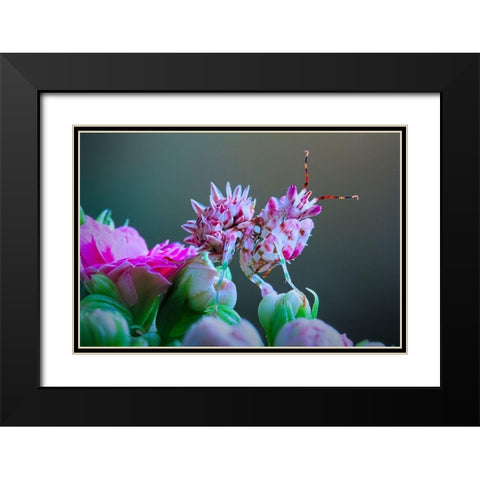 Flower Power 3 Black Modern Wood Framed Art Print with Double Matting by Hoffman, Jimmy