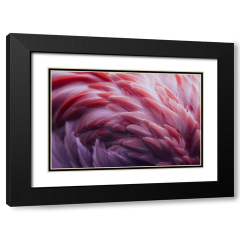 Flamingo Black Modern Wood Framed Art Print with Double Matting by Beata, Angyalosi