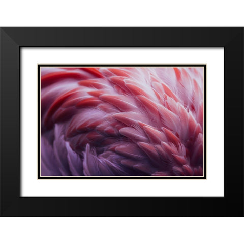 Flamingo Black Modern Wood Framed Art Print with Double Matting by Beata, Angyalosi