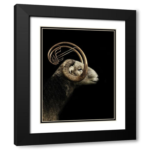 Big Horn Sheep Black Modern Wood Framed Art Print with Double Matting by Hummel, Jeffrey