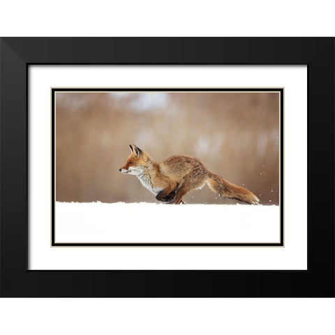 Red Fox Black Modern Wood Framed Art Print with Double Matting by Zygmunt, Milan