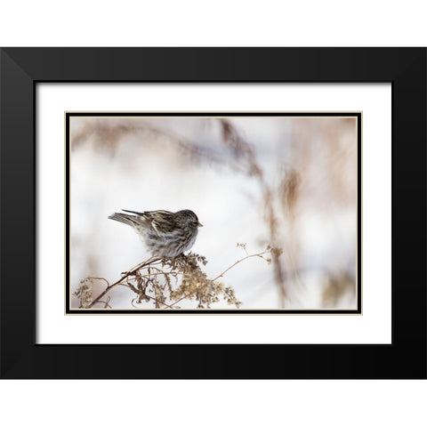 Sparrow Black Modern Wood Framed Art Print with Double Matting by Ljubicic, Dusan