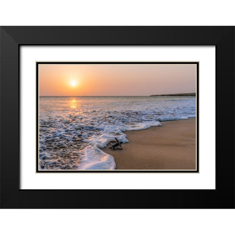 Green Turtle Black Modern Wood Framed Art Print with Double Matting by Al Farsi, Haitham