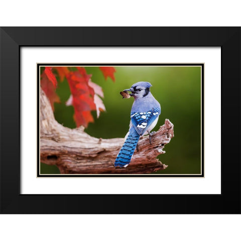 Blue Jay With Acorn Black Modern Wood Framed Art Print with Double Matting by Costina, Mircea