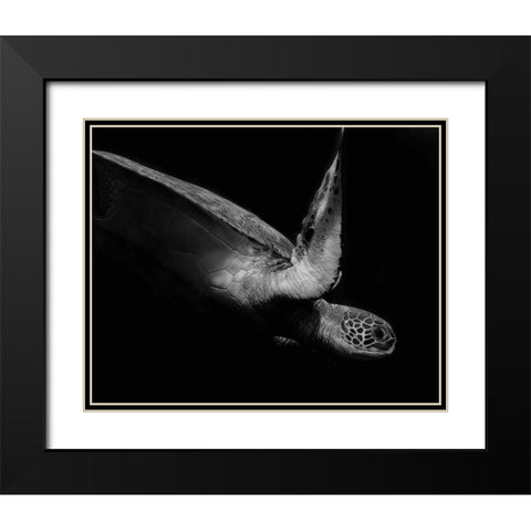 Portrait Of A Sea Turtle In Black And White 2 Black Modern Wood Framed Art Print with Double Matting by Wechsler, Robin