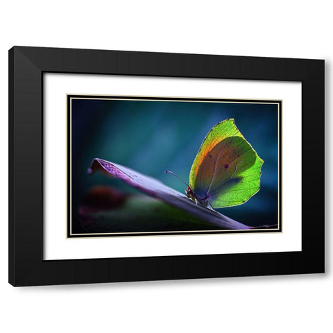 La Cleopatra Black Modern Wood Framed Art Print with Double Matting by Hoffman, Jimmy
