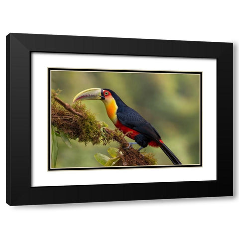 Red-Breasted Toucan Black Modern Wood Framed Art Print with Double Matting by Galus, Piotr