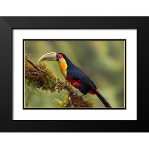 Red-Breasted Toucan Black Modern Wood Framed Art Print with Double Matting by Galus, Piotr