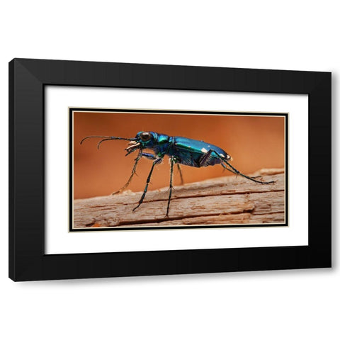 Tiger Beetle Black Modern Wood Framed Art Print with Double Matting by Schlaf, Christopher