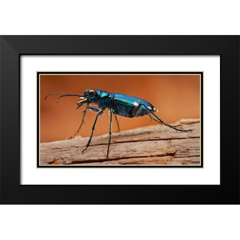 Tiger Beetle Black Modern Wood Framed Art Print with Double Matting by Schlaf, Christopher