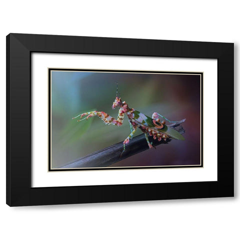 9 Black Modern Wood Framed Art Print with Double Matting by Hoffman, Jimmy