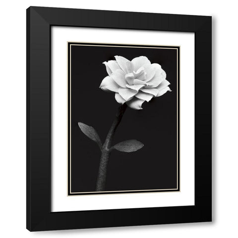 White Flower Black Modern Wood Framed Art Print with Double Matting by Kustas, Anders