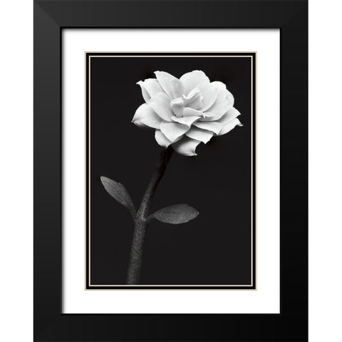 White Flower Black Modern Wood Framed Art Print with Double Matting by Kustas, Anders