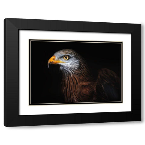 Red Kite Portrait Ii Black Modern Wood Framed Art Print with Double Matting by Pascual Buye, Santiago