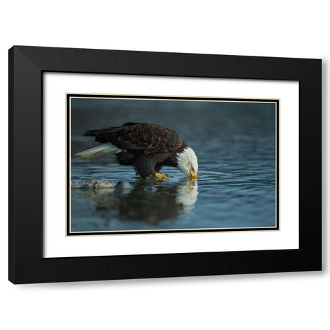 Bald Eagle Drink Black Modern Wood Framed Art Print with Double Matting by Ferraro, Valerio
