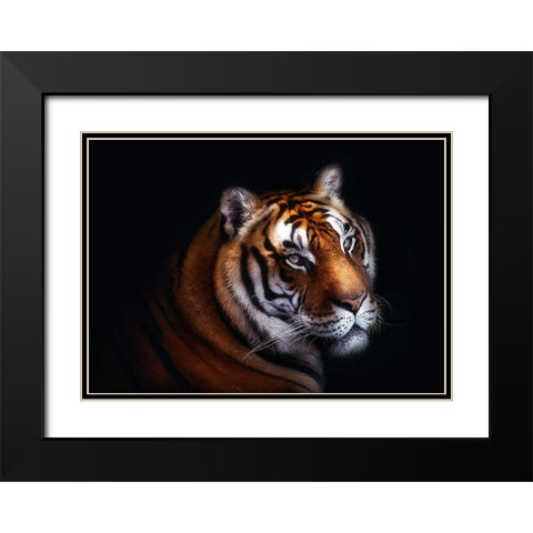 Tiger Black Modern Wood Framed Art Print with Double Matting by Pascual Buye, Santiago