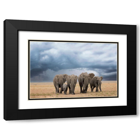 Elephant Walk Black Modern Wood Framed Art Print with Double Matting by Doyle, Renee