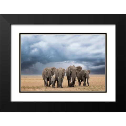 Elephant Walk Black Modern Wood Framed Art Print with Double Matting by Doyle, Renee