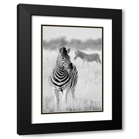 Zebra Bw Black Modern Wood Framed Art Print with Double Matting by Bertsch, Hannes
