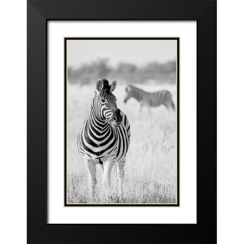 Zebra Bw Black Modern Wood Framed Art Print with Double Matting by Bertsch, Hannes
