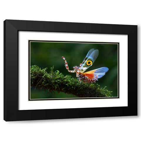 Defence Display 2 Black Modern Wood Framed Art Print with Double Matting by Hoffman, Jimmy
