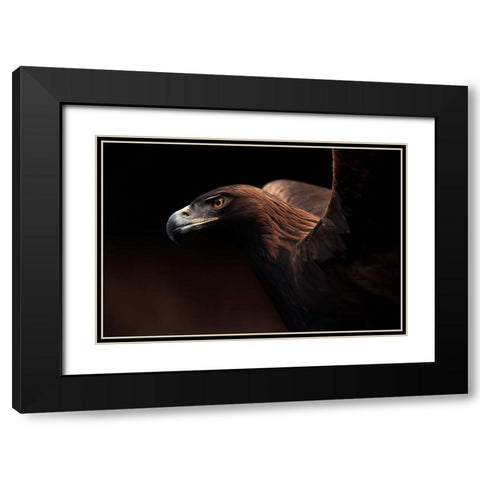 Golden Eagle Portrait Black Modern Wood Framed Art Print with Double Matting by Itoyama, Eiji