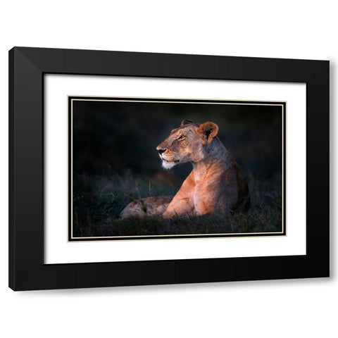 Lone Lioness Black Modern Wood Framed Art Print with Double Matting by Ortega, Xavier