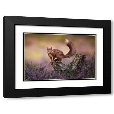 Above The Heathers Black Modern Wood Framed Art Print with Double Matting by O Mahony, Kieran