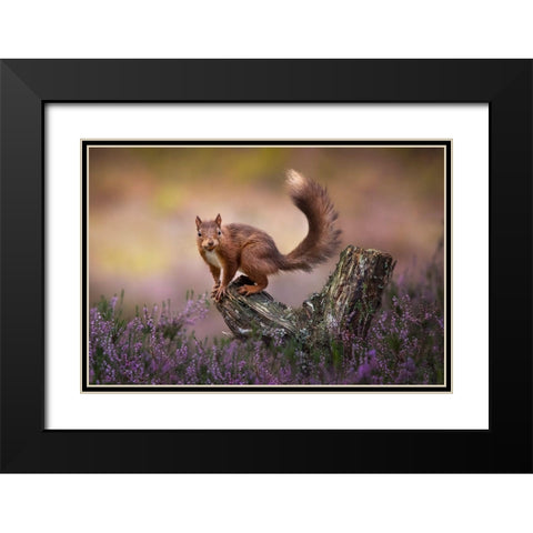 Above The Heathers Black Modern Wood Framed Art Print with Double Matting by O Mahony, Kieran