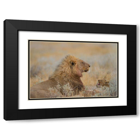 Male Lion With Cub Black Modern Wood Framed Art Print with Double Matting by Ozmen, Ozkan