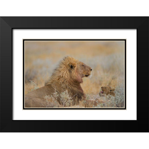 Male Lion With Cub Black Modern Wood Framed Art Print with Double Matting by Ozmen, Ozkan