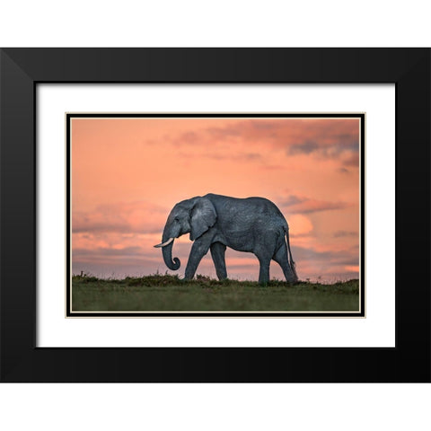 Elephant At Dusk Black Modern Wood Framed Art Print with Double Matting by Ortega, Xavier