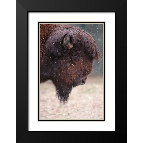 Bison In Winter Black Modern Wood Framed Art Print with Double Matting by Ozmen -, Ozkan