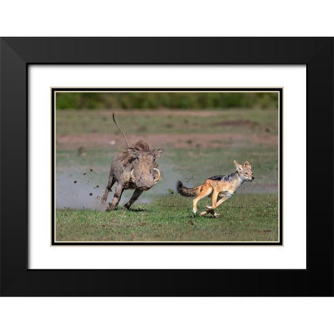 Warthog Vs Jackal Black Modern Wood Framed Art Print with Double Matting by Ortega, Xavier
