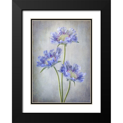 Scabiosa Black Modern Wood Framed Art Print with Double Matting by Disher, Mandy