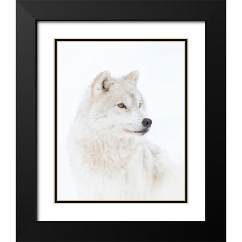 Portrait Of An Arctic Wolf Black Modern Wood Framed Art Print with Double Matting by Cumming, Jim